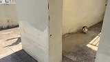 狗狗玩躲猫猫天然优势，八百个心眼子