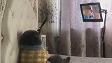 猫：家里老鼠都抓完了，不看动画片干嘛啊！