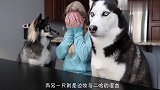 纯种二哈与混血二哈玩游戏,智商被无情蹂躏,看完忍住别笑