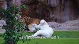 黑猩猩被围攻，同伴抄起家伙就上前，棍法简直出神入化！