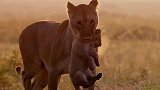 母狮为了保护自己的孩子，独自冲向野狗群拼命