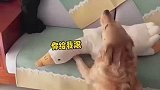 心爱的毛绒玩具被小黑狗咬坏，气得金毛当场骂骂咧咧的