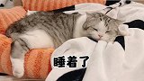 小猫咪的开机速度打败99%的猫咪！