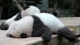大熊猫：翘起的小尾巴，超Q啊