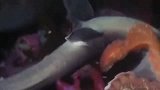 旅游-150318-实拍罕见巨型章鱼伏击鲨鱼 海底霸王被活吞