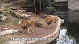 三头狮子伏击斑马，接下来出乎意料的事情发生了，镜头拍下全过程