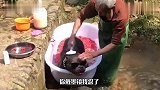 小黑，大金链子花瓣浴，你还挺会享受生活的