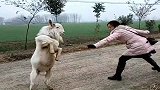 美女调戏山羊，结果把羊惹恼了