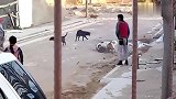 激烈的狗战斗，1只斗牛犬面对5只狗狗的攻击