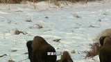 揪心！狼群捕获小野牛，黑熊却盯上狼窝幼崽，悲剧会发生吗？
