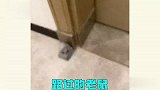 网购下单要谨慎，买东西还需多多擦亮眼