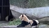 大熊猫：你们两个能别秀恩爱么，我还蹲在角落看着呢！