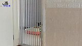 听到主人的声音，家里胖猫们纷纷跑来争宠，胖公猫撒娇本领排第一