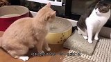主人故意将两只猫分开，喵星人的反应太搞笑了，镜头记录全过程