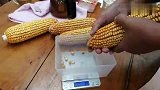 衡水冀州：超级玉米，产量多少呢？3700株密度，单穗籽粒6两