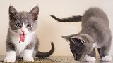 当豹子遇到了“猫薄荷”，猜猜它会有什么反应？下一幕笑抽了