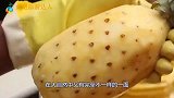 世界上最大的菠萝，一个重达上百斤，12年才能成熟一个！