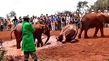 肯尼亚-大象孤儿院_高清