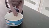 猫咪这个手势就是要吃猫粮