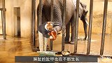 饲养员给大象“修脚皮”，过程如同削苹果，网友：这月薪10万？