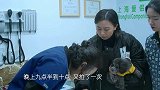 宠物医院2，贵宾犬便便颜色异常，医生确诊为细小病毒