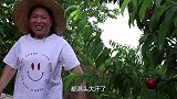 家里桃子大丰收，老公干了体力活，胖妹做铁锅炖鸡来犒劳，老香了