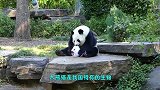 大熊猫在德国喝酒猝死，在马来西亚被送回，日本的更残忍