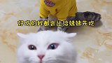 猫咪真的会因为主人的偏心而吃醋吗