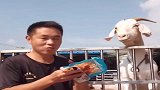 这货太馋了，给它啥都敢吃，辣条也不例外！