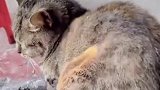 粗心猫烤火毛被点着自己不知道，得亏主人及时提醒！这得多大的心啊！ 喵星人 万物皆有灵性