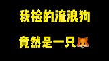 小柴不会真的是狐狸吧？