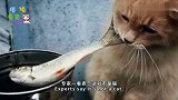 美女捡回一只野猫，长大后常去河边捕鱼，专家一看：这就不是猫！