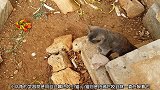 乌龟张大嘴巴想咬小猫咪，小猫只能逃命，不敢动手
