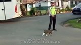 猫咪跟交警一样举起手拦住车，好让小鸭子过马路，这猫怕是成精了
