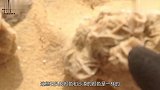 男子在沙漠发现“石头花”专家看后脸色突变可以带我去吗