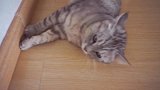 老猫欺负小猫被主人逮正着，怕被骂全程心虚狡辩，倒地示弱求原谅
