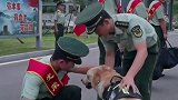安徽合肥 瞬间破防！老兵退伍，军犬违抗命令，追出挽留军犬