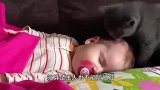 小主人一口含住猫咪尾巴，猫咪正想发怒，回头见是宝宝秒变初恋脸