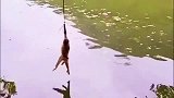 上有老虎下有鳄鱼,猴子选择往水下跳,被鳄鱼秒分尸