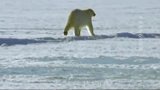 北极熊突袭海豹，为了生存疯狂捕杀海豹
