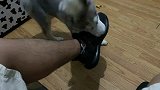 主人外出撸狗一夜未归，回家后家里的二哈会吃醋吗？