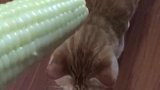 猫：这是啥东西，给我尝一口呀！