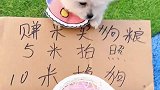 茶杯犬出门卖艺不容易啊
