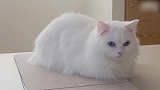 在小窝里玩耍的猫咪，这乖巧的样子，萌的我心都化了！