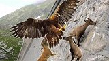 金雕捕捉山羊没成功！还差点把自己搭进去