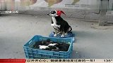 狗妈卖狗仔 可爱也可怜 120119 每日新闻报