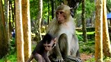 新生猴宝宝与小猴子热情地呆在一起，宝宝喜欢和小猴子待在一起