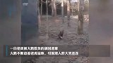 魔幻！河北一动物园内老虎被大鹅追咬