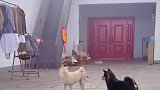 小黑偷吃不成被小白发现，巧妙掩饰尴尬