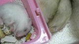 宠物乐园-20110829-爆可爱仓鼠一只在梦游一只说梦话